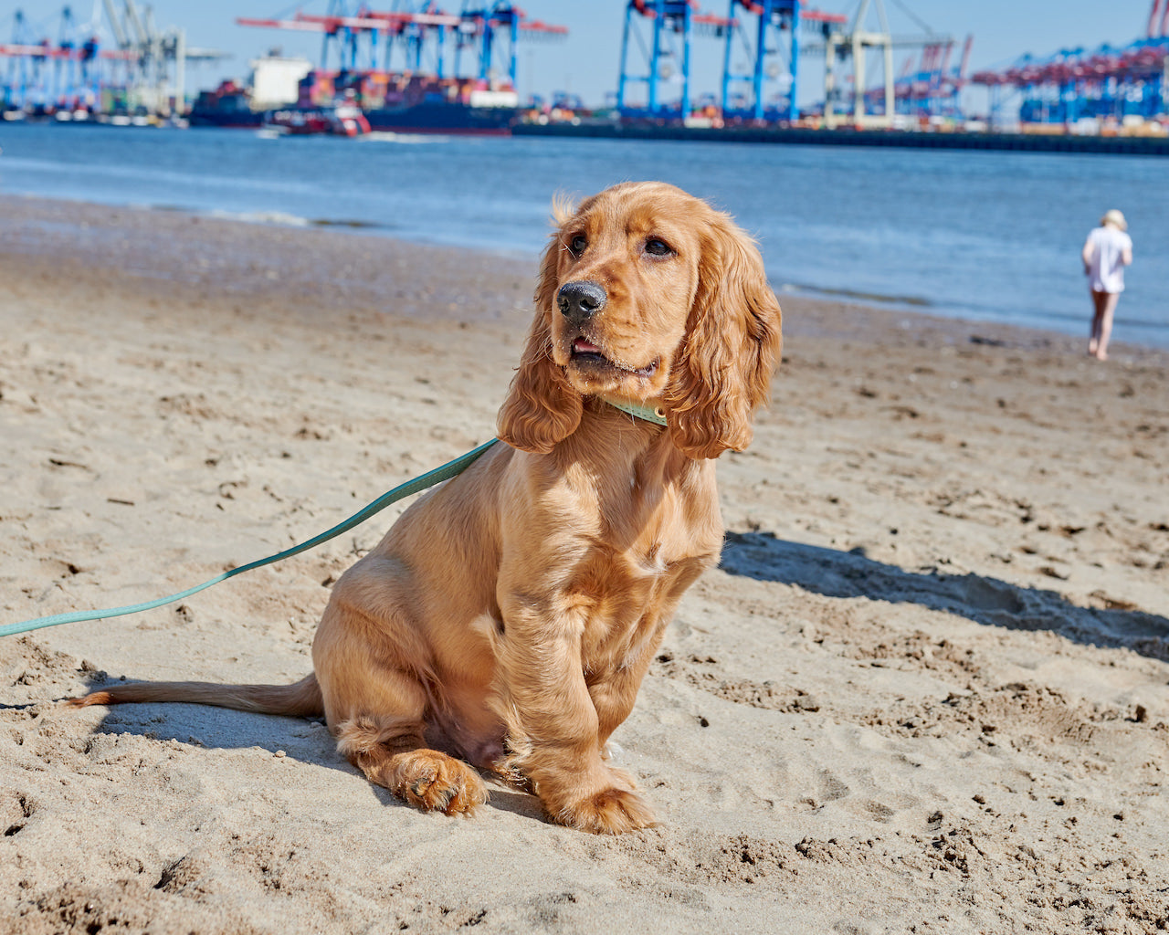 Die schönsten Hundestrände Deutschlands