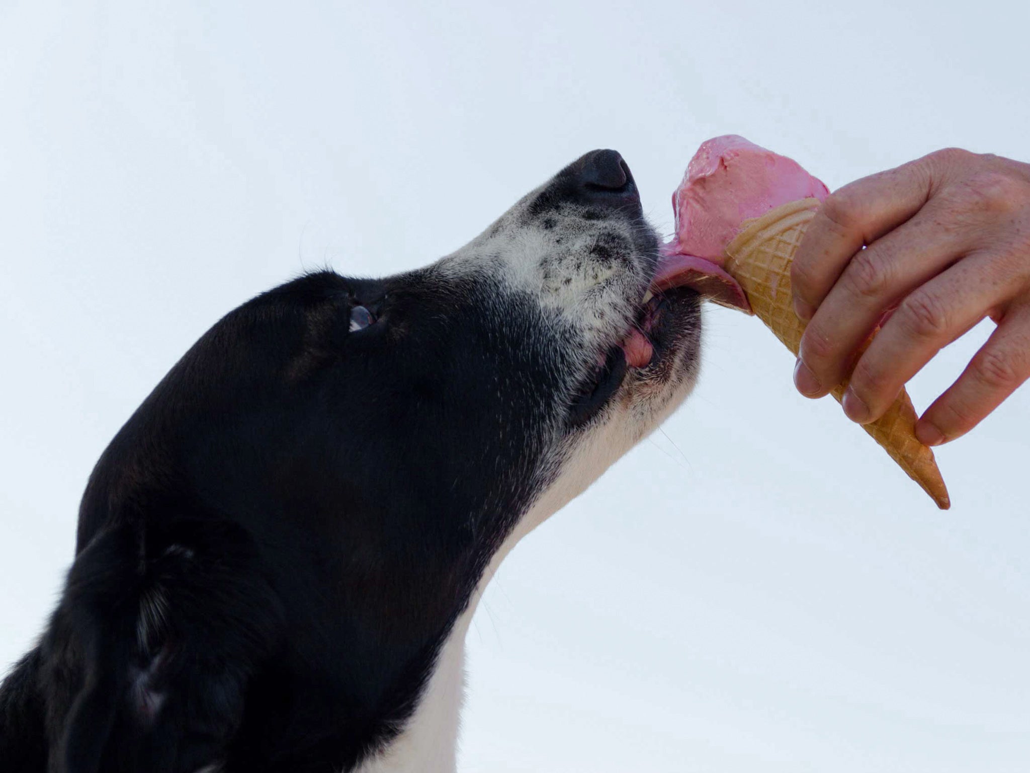 DIY Hunde Eis