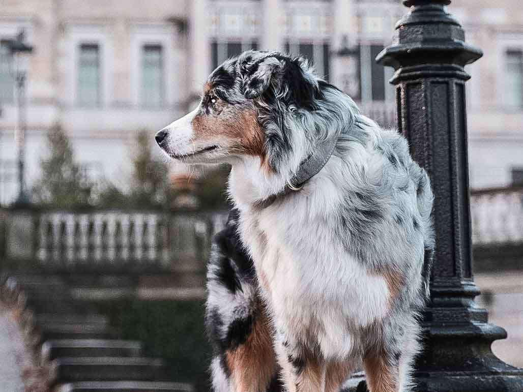 beliebte Hunde Influencer auf Instagram