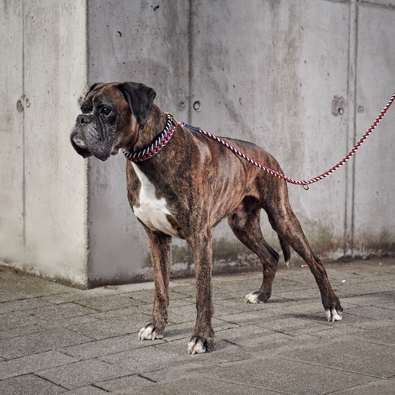 William_Walker_Deutscher_Boxer