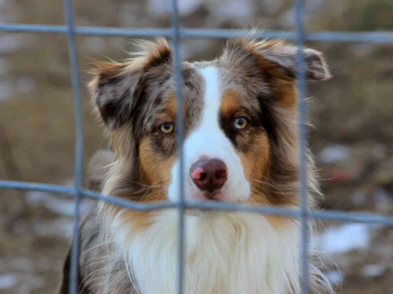 Hund im Tierheim