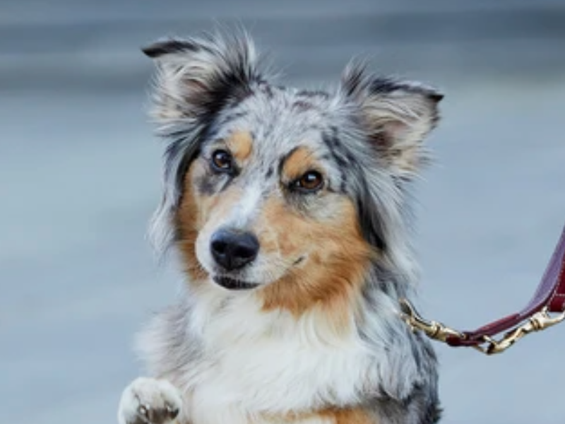 Lambrusco Set Australian Shepherd