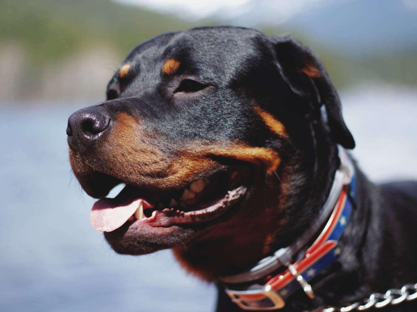 William Walker Rottweiler