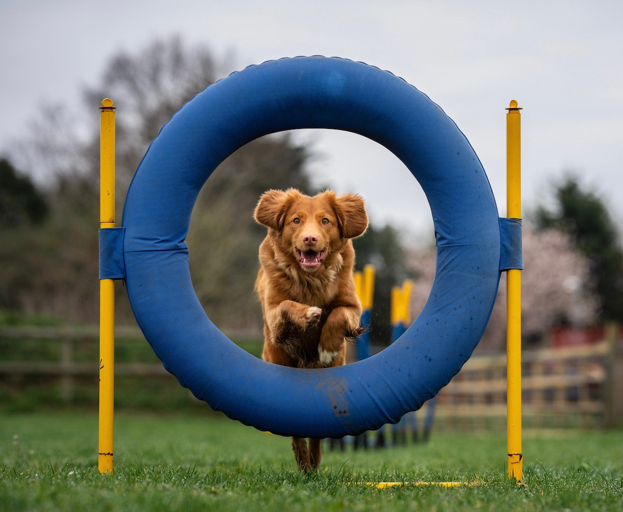 Hundesport und Hundesportarten