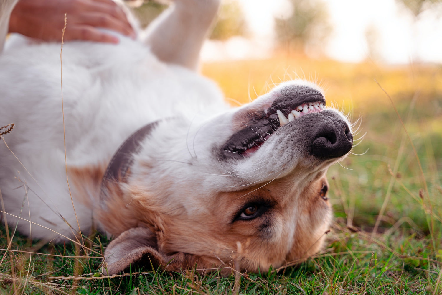 Zahnhygiene bei Hunden 