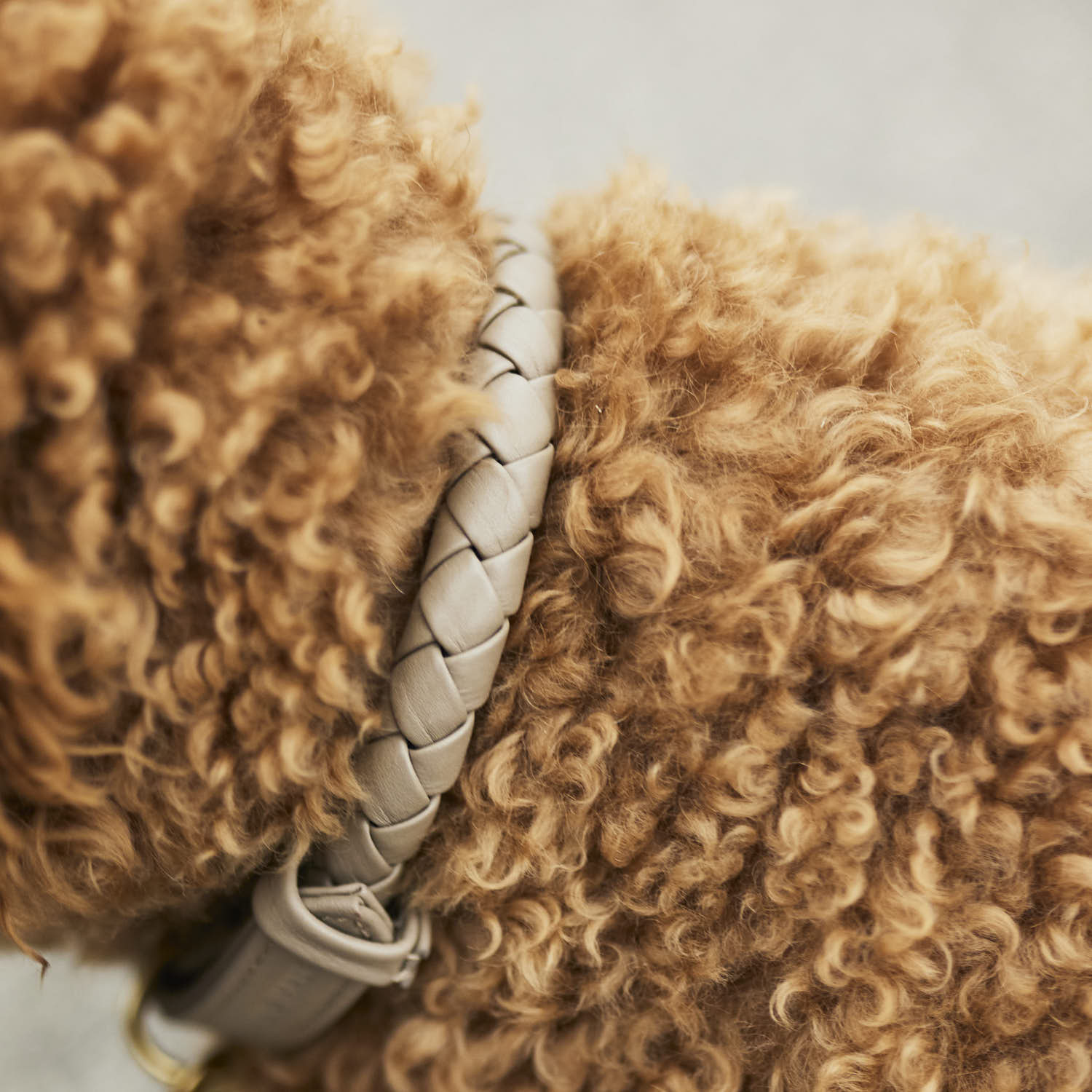 Poodle trägt Hundehalsband aus Leder in beige